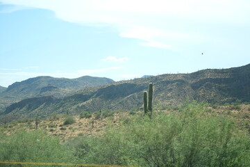Kaktus und Berge