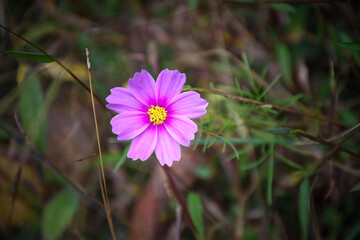 pink cosmos flower