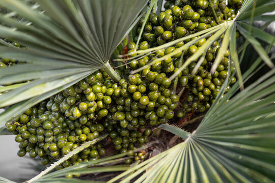 Green palm seeds on tree with leaves