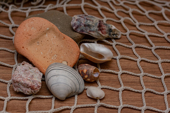 conchas e ostras do mar sobre uma rede com fundo de madeira