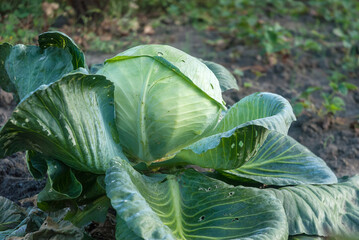 cabbage growing in the garden