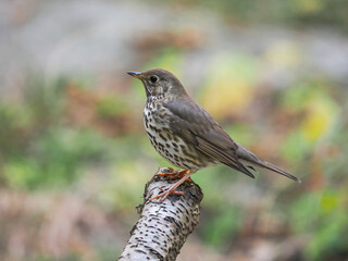 Song thrush (Turdus philomelos) songbird on the branch of birch, isolated on a blurred background