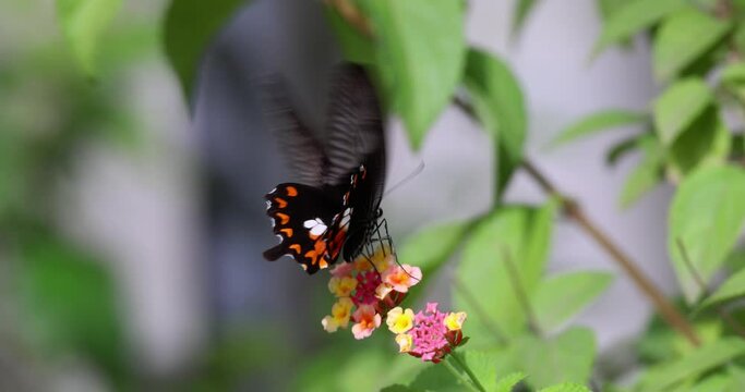 Beautiful American Swallowtail butterfly pollinating a fragrant flower. Slow motion 4k 100fps footage.