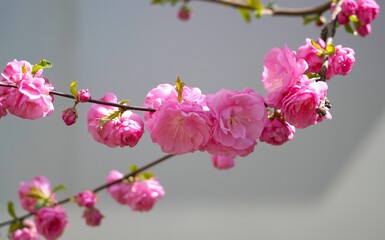 a pink flower on a tree branch, during a sunflowered day