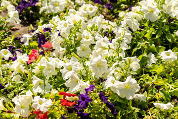 flowerbed with bright multicoloured petunias in the bright sun close up. flowers in the flowerbed. city decoration, green city, landscaping with flowering plants, lawn of petunias