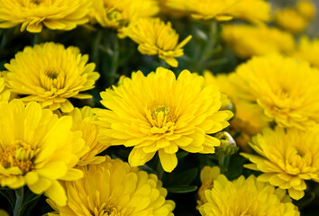 Fresh bright Yellow Chrysanthemums. Background for a beautiful greeting card with Yellow Chrysanthemums. Autumn flowers in the garden. Flowering yellow chrysanthemums, closeup