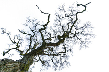 A tree in winter