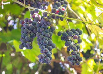 Closeup of Blue Grape in vineyard with sunlight. Winery and grapevine growing background.