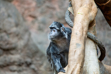 Obraz premium Ebony langur (Trachypithecus auratus) Outdoors
