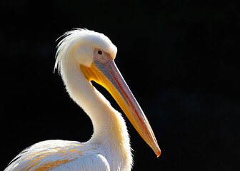 Great white pelican (Pelecanus onocrotalus) Outdoors