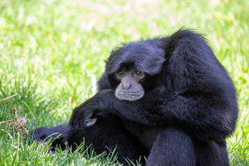 Siamang gibbon (Symphalangus syndactylus) Outdoors