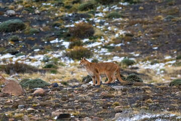 Puma walking in mountain environment, Torres del Paine National Park, Patagonia, Chile.
