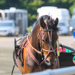Details in the face of a racing horse