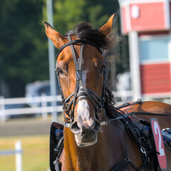 Obraz premium face of a struggling a racing horse 