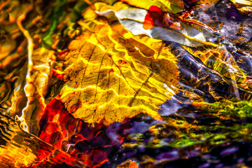 Leaves in water. HDR Image (High Dynamic Range).