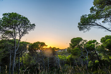 Sun shining through a wild forest near Christmafry's, a hiking area at cala ratjada on majorca island, spain