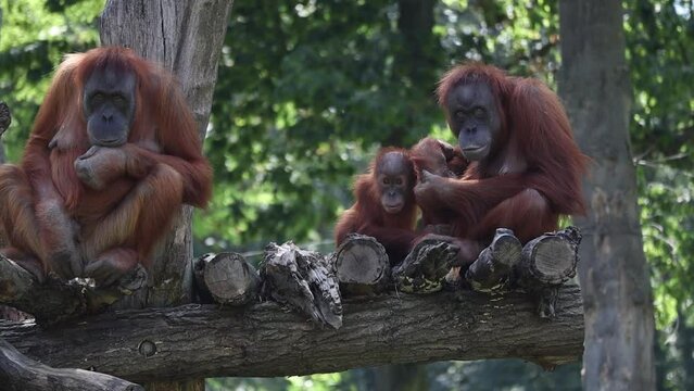 Sumatran Orangutan on Tree Trunk in Outside. Zoological Garden. Critically Endangered Animals in Zoo.