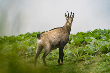 An extraordinary specimen of chamois in the German Alps