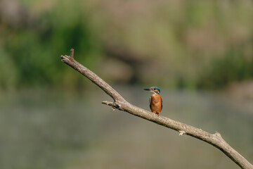 The kingfisher waiting for its prey to arrive