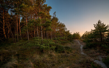 A pine grove by the North Sea at sunset in summer time.