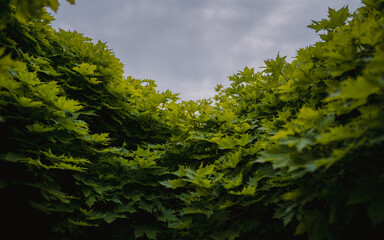 Fototapeta premium Green maple leaves against the sky on a cloudy day 