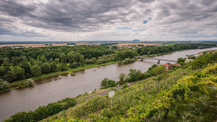 Fototapeta na wymiar Vineyards at the confluence of the Vltava and Elbe rivers near Melnik, cloudy weather