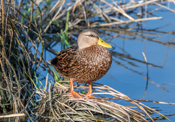 Mottled Duck