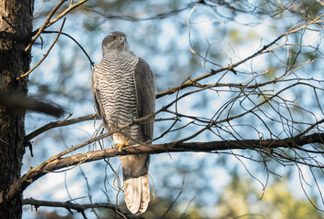 Northern Goshawk in the pine forest