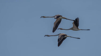 greater flamingos in flight over the marshes of the ebro delta
