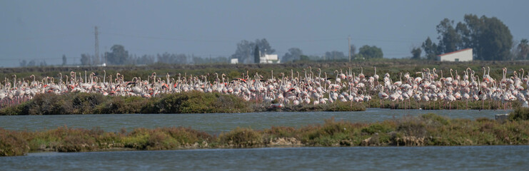 greater flamingos in the marshes of the ebro delta