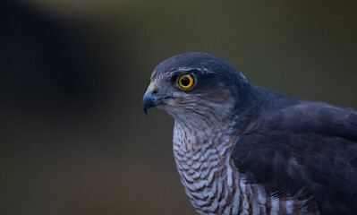 eurasian sparrowhawk portrait	