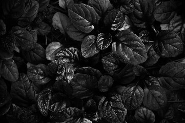 Dark abstract dense background with bugleweed Ajuga reptans - Black Scallop. Black and white....