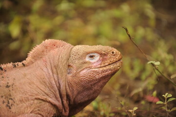 Los animales del Volcan Wolf que han sido encontrados en una expedicion ocurrida en el mes de septiembre del 2023, es posible encontrar gran cantidad de paisajes, y se ha retratado la vida silvestre.