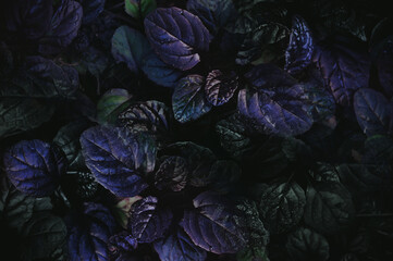 Dark abstract dense background with bugleweed Ajuga reptans - Black Scallop. Brightly colored plant...