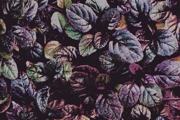Dark abstract dense background with fragments of bugleweed Ajuga reptans - Black Scallop. Photo...
