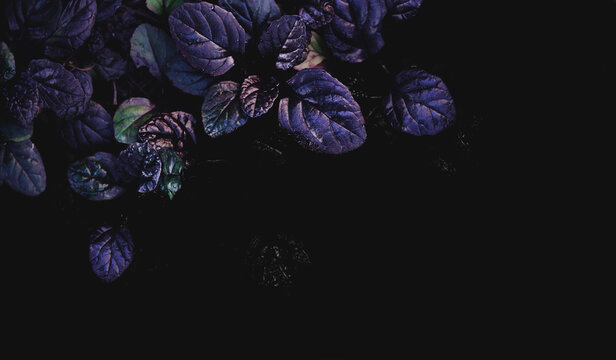 Dark abstract dense background with bugleweed Ajuga reptans - Black Scallop. Brightly colored plant leaves. Beautiful unique saturated nature wallpaper. Copy space