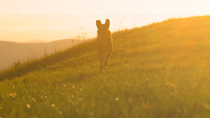 LENS FLARE: Beautiful mixed breed dog is running across meadow at golden sunset