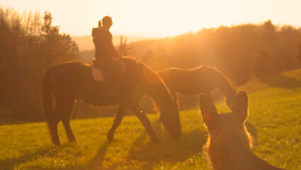 Fototapeta premium LENS FLARE: Watchful shepherd dog supervises grazing brown horses on a meadow