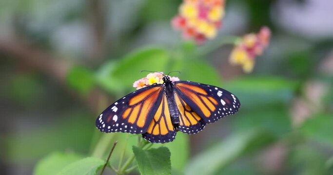 Monarch butterfly flapping wings on a flower. Slow motion 4k 100fps footage.