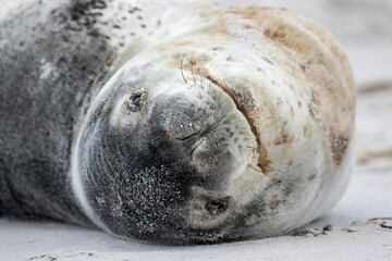 Leopard Seal on beach