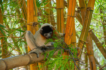 The crowned sifaka (Propithecus coronatus) is endangered endemic animal in natural forest habitat, Madagascar