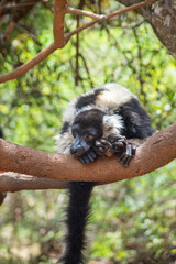Black-and-white ruffed lemur. Endangered endemic animal in natural forest habitat, North Madagascar