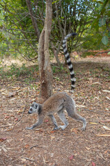 Cute Ring-tailed lemur with orange eyes. Endangered endemic animal in natural forest habitat, North Madagascar