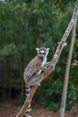 Cute Ring-tailed lemur with orange eyes. Endangered endemic animal in natural forest habitat, North Madagascar