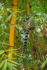Cute Ring-tailed lemur with orange eyes. Endangered endemic animal in natural forest habitat, North Madagascar