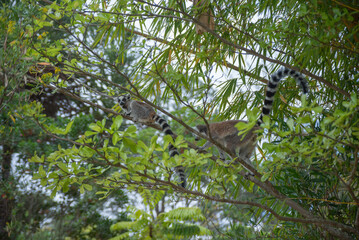 Cute Ring-tailed lemurs with orange eyes. Endangered endemic animal in natural forest habitat, North Madagascar