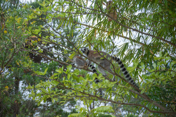 Cute Ring-tailed lemurs with orange eyes. Endangered endemic animal in natural forest habitat, North Madagascar