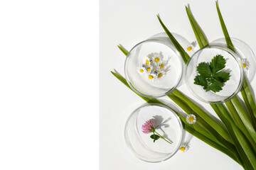 Petri dishes with fresh herbs on green leaves, white background, copy space. Phytotherapy, herbal medicine