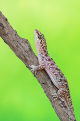 Mediterranean house gecko - Hemidactylus turcicus
