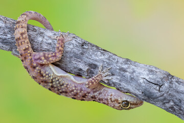 Mediterranean house gecko - Hemidactylus turcicus